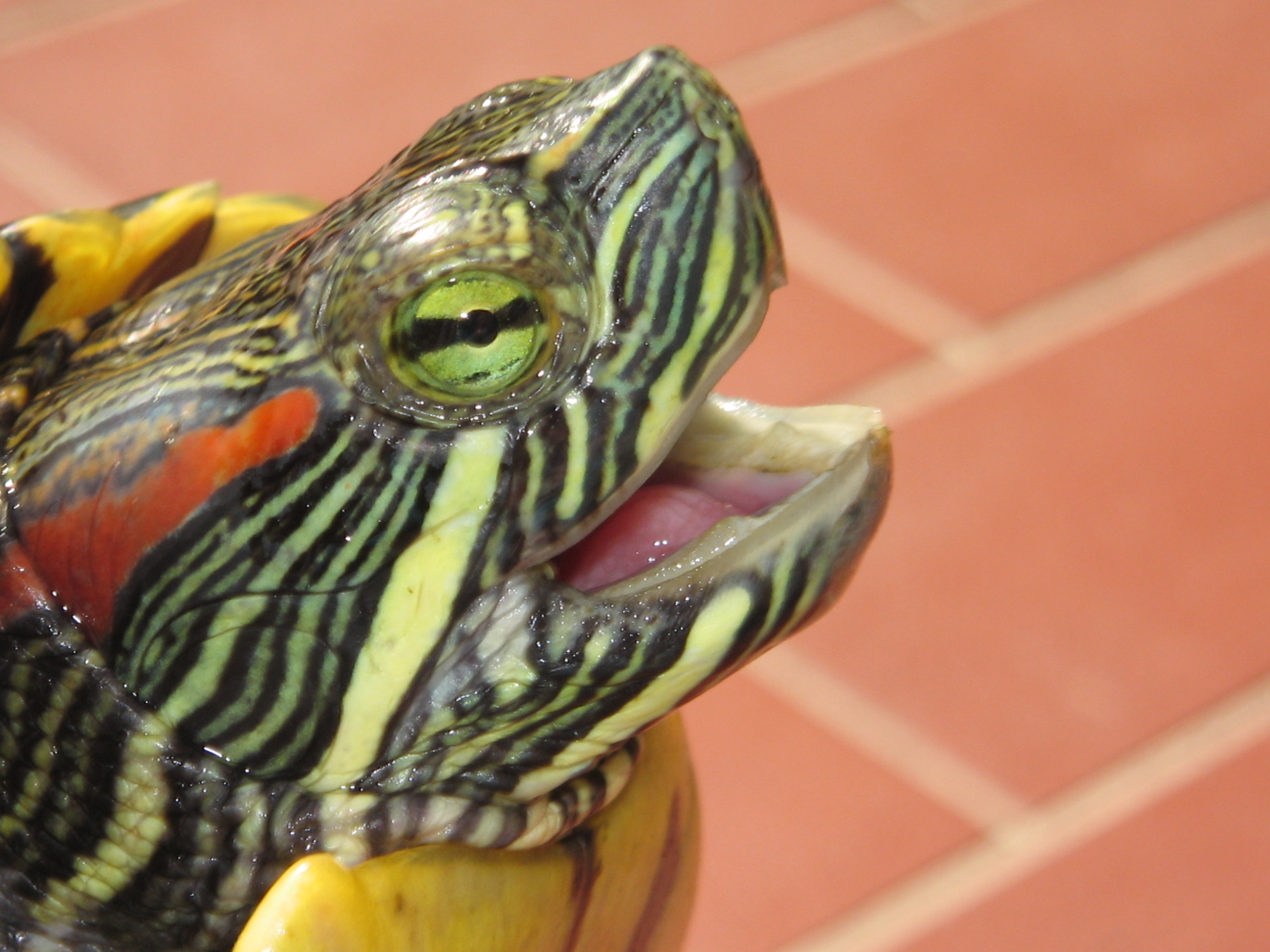 red-ear-slider