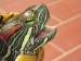 red-ear-slider