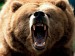 grizzly-bear